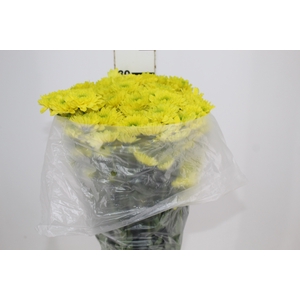 CRISANTEMO SANTINI JAMAICA 080 CM