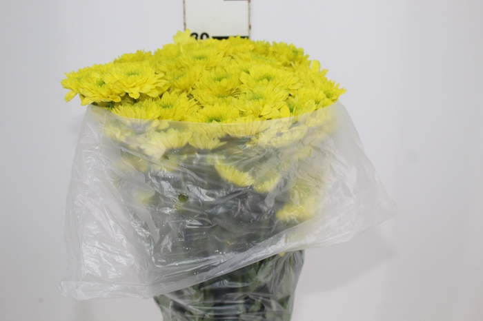 CRISANTEMO SANTINI JAMAICA 080 CM