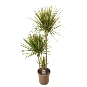Dracaena marginata Bicolor 75-45-10