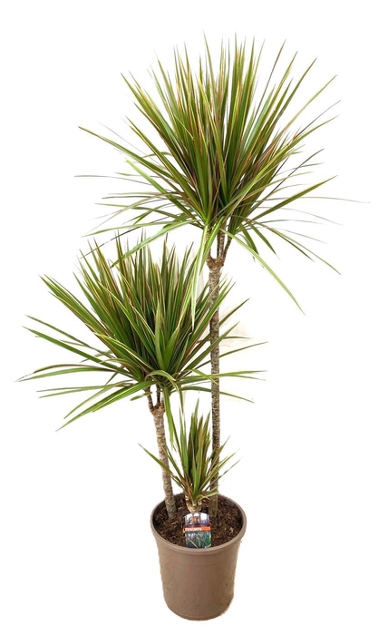 <h4>Dracaena marginata Bicolor 75-45-10</h4>