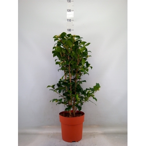 Camellia japonica 'Brushfield Yell'