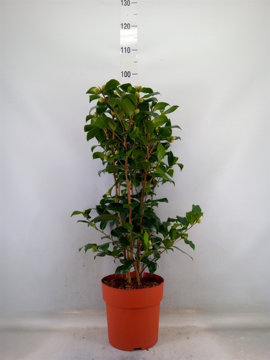 <h4>Camellia japonica 'Brushfield Yell'</h4>