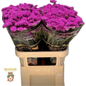 Lim S Dark Pink Char