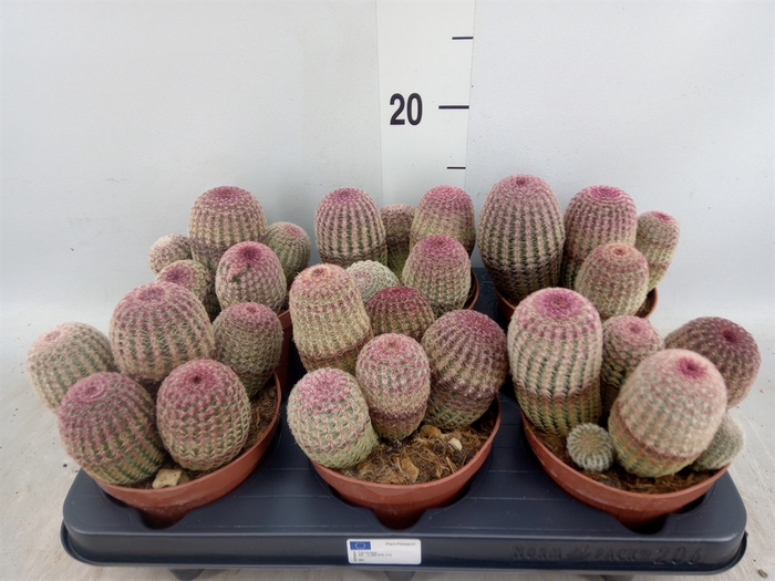 <h4>Cactus   ...</h4>