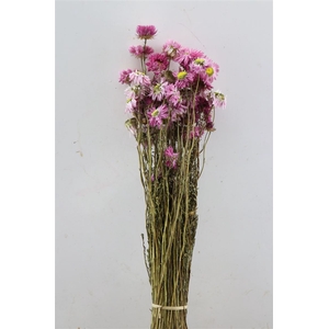 Dried Acroclinium Pink Bunch