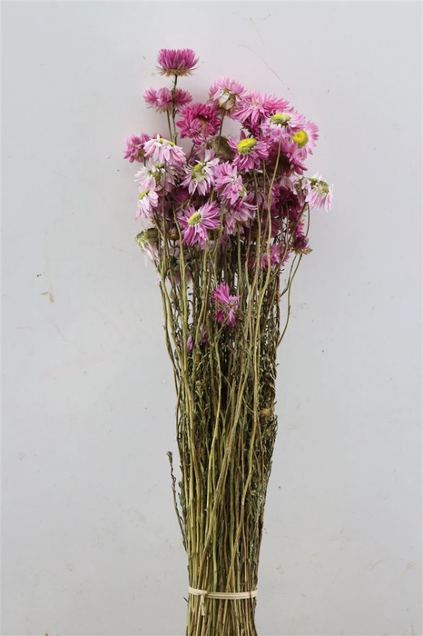 Dried Acroclinium Pink Bunch