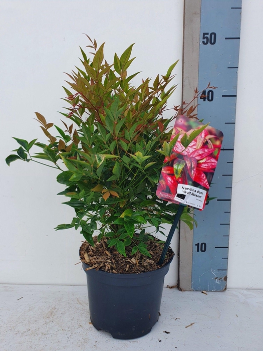 <h4>Nandina domestica 'Gulf Stream'</h4>