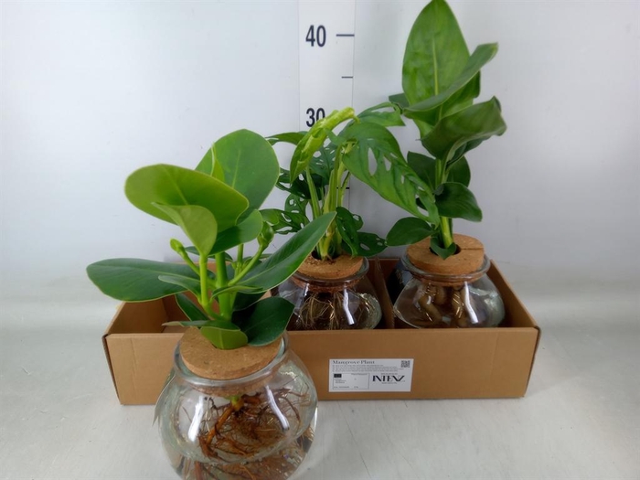 <h4>Planten ..mix</h4>