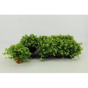 PEP ROTUNDIFOLIA