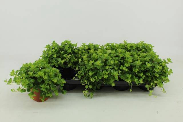 <h4>PEP ROTUNDIFOLIA</h4>
