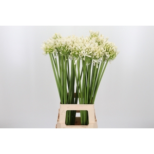 Agapanthus Meoni