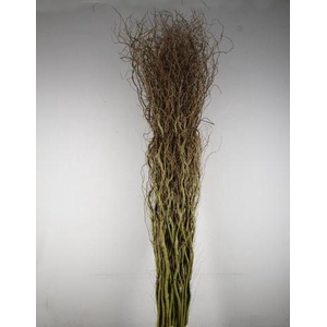 SALIX TORTUOSA 230/250cm