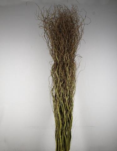 <h4>SALIX TORTUOSA 230/250cm</h4>