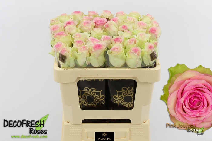 <h4>R Gr Pink Journey</h4>