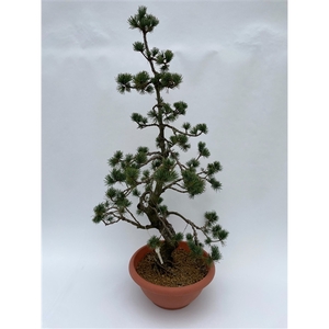 Pinus Parviflora 'E5' 30 cm (herkomst: Japan)