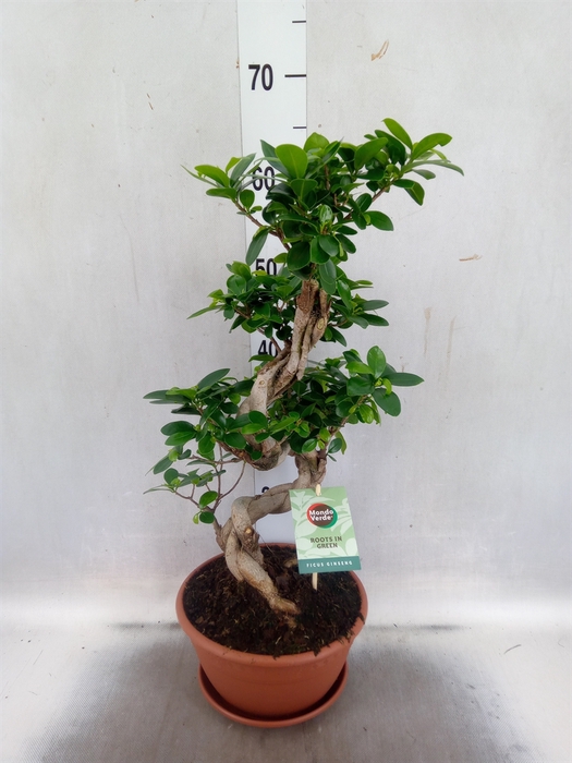 <h4>Ficus microcarpa 'Ginseng'</h4>