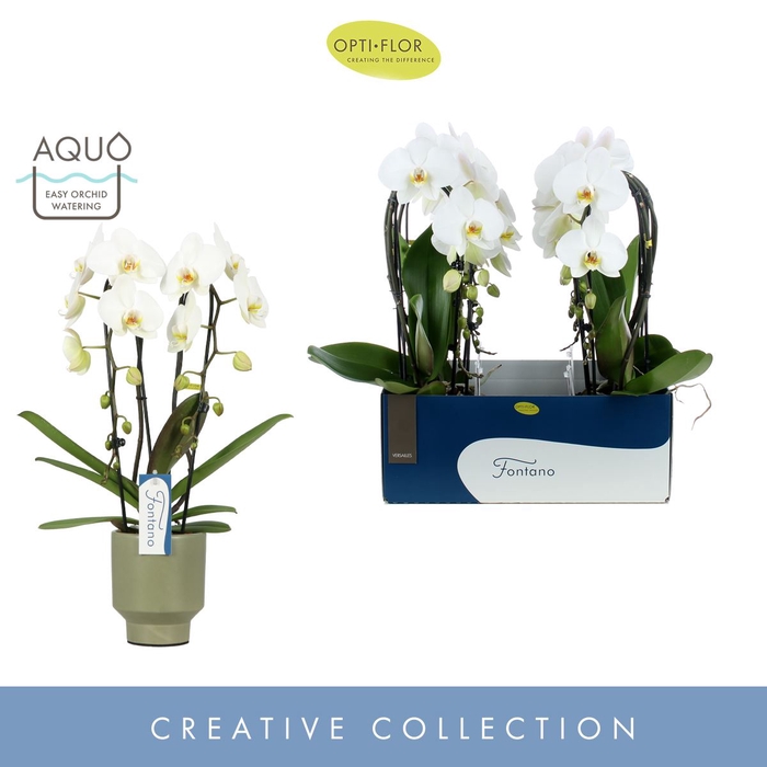 Phalaenopsis wit meer takken