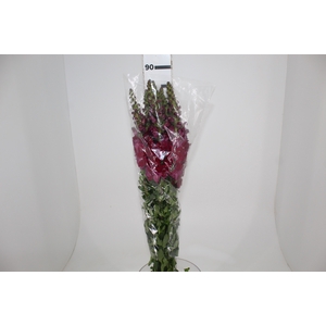 BOCA DE LEAO VINHO 070 CM