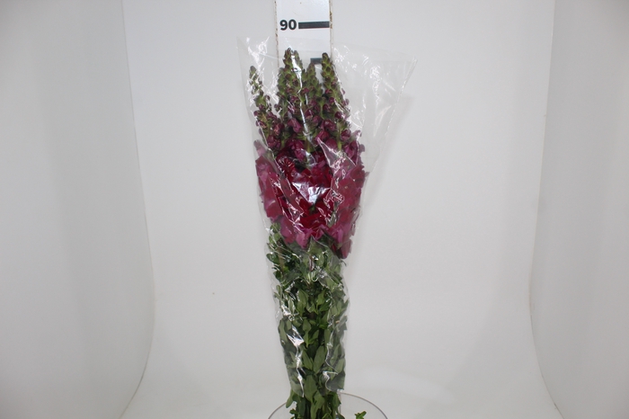 <h4>BOCA DE LEAO VINHO 070 CM</h4>