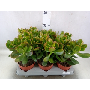 Crassula ovata 'Sunset'