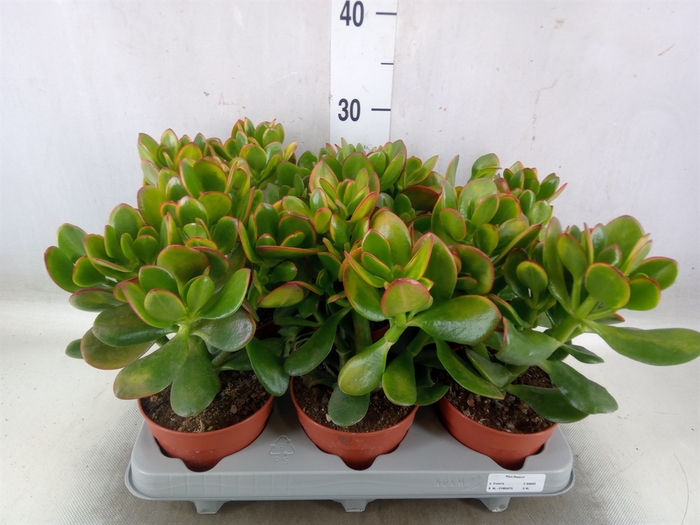 <h4>Crassula ovata 'Sunset'</h4>