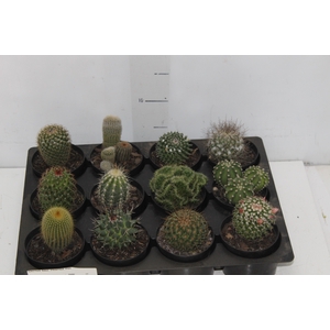 CACTUS RAIZ PROPRIA P09