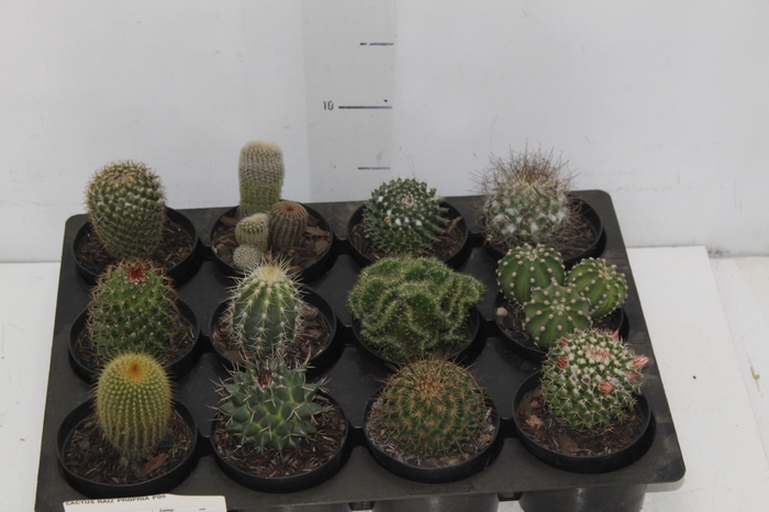 <h4>CACTUS RAIZ PROPRIA P09</h4>