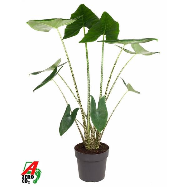 <h4>Alocasia zebrina</h4>