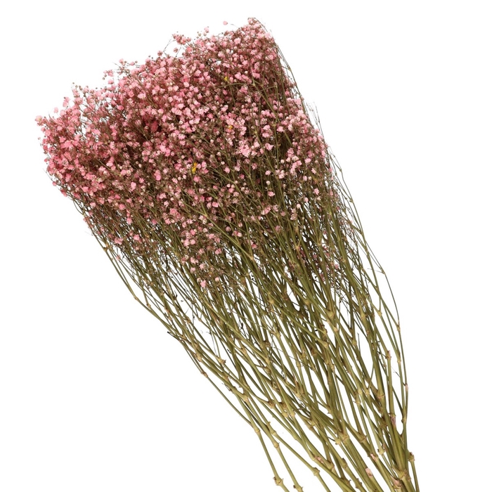 Dried flowers Gyps 70cm