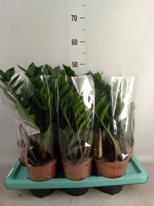 <h4>Zamioculcas zamiifolia</h4>