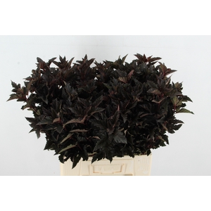 PHYSOCARPUSBLAD D. ROOD
