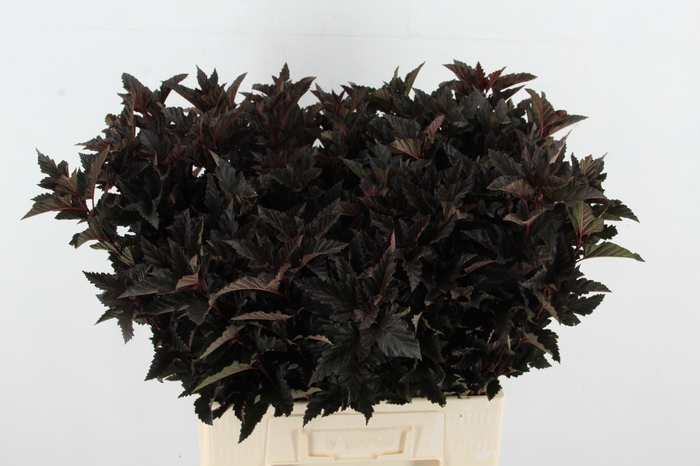 <h4>PHYSOCARPUSBLAD D. ROOD</h4>