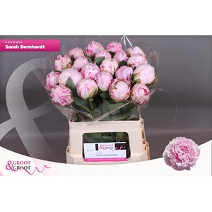 PAEO L SARA BERNHARD