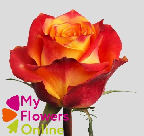 <h4>R Gr Silantoi@ Bicolor 50cm EC</h4>