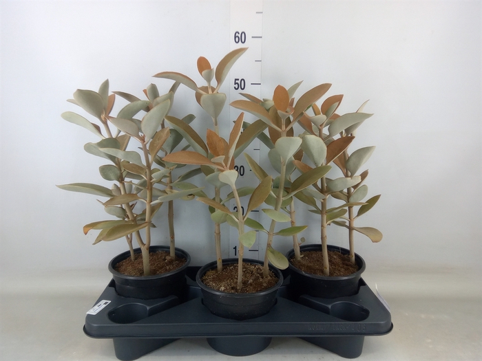 <h4>Kalanchoe NF orygalis</h4>