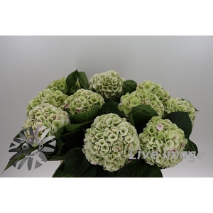 Hydrangea my beautiful matcha classic
