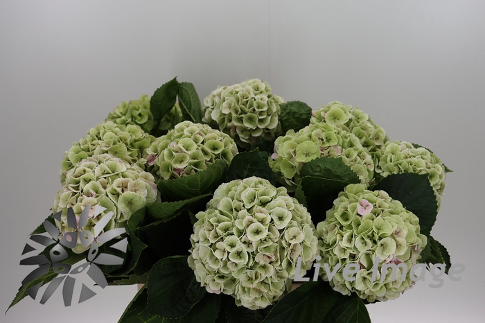 <h4>Hydrangea my beautiful matcha classic</h4>