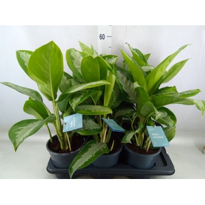Aglaonema  'Diamond Bay'