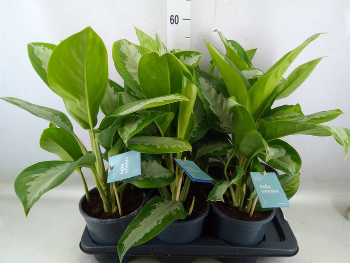 <h4>Aglaonema  'Diamond Bay'</h4>