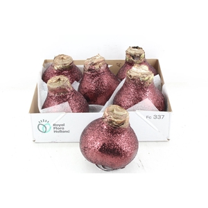 arr4 Amaryllis CM - Wax glitter bordeaux