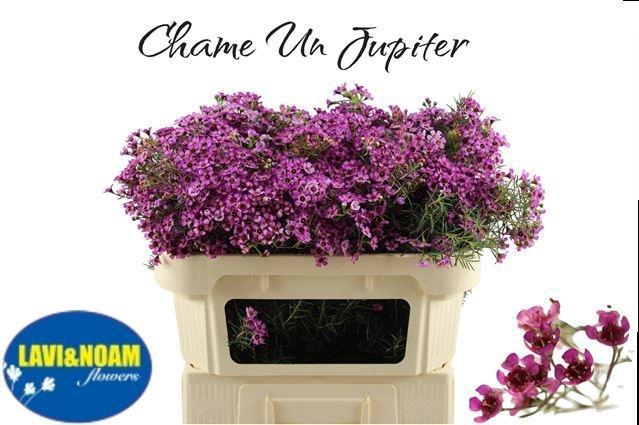 <h4>CHAME UN JUPITER</h4>