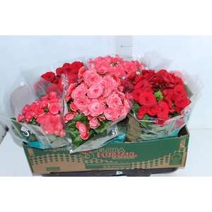 BEGONIA P15