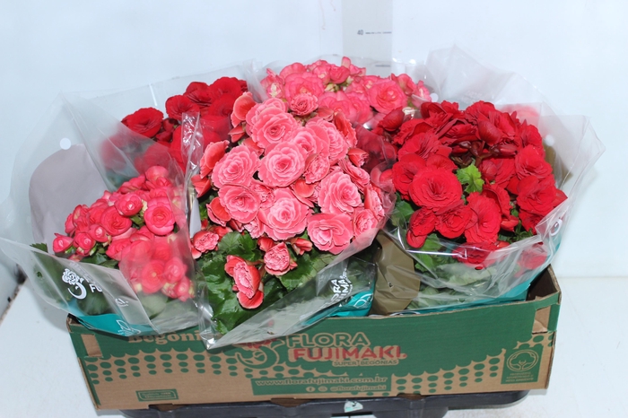 <h4>BEGONIA P15</h4>