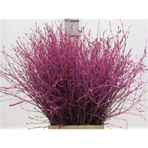 BERK CERISE L60