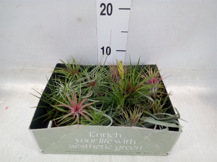 <h4>Tillandsia</h4>