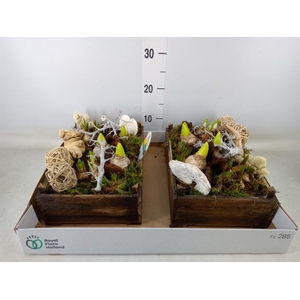 Arr.   Bol/Knolgewas L%