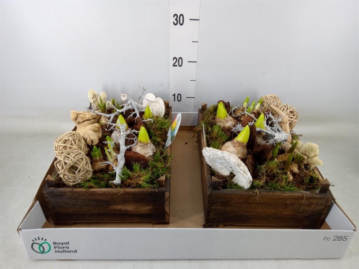 <h4>Arr. Bol/Knolgewas L%</h4>