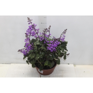 PLECTRANTHUS C21