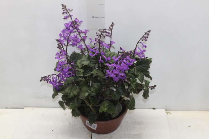 PLECTRANTHUS C21