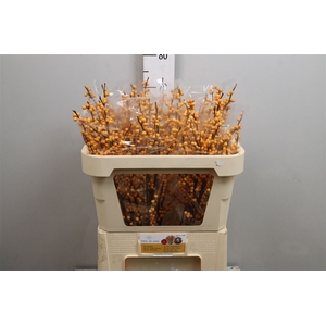 Ilex Ve Golden Verboom